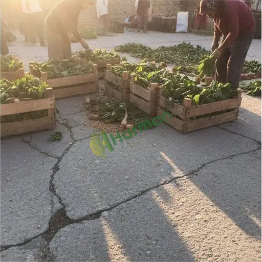 Kastamonu'da hasat işçiliği yaparım