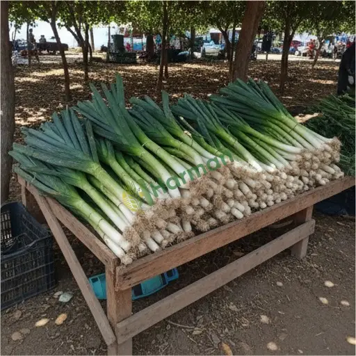 Kastamonu Pınarbaşı'nda pırasa arıyorum