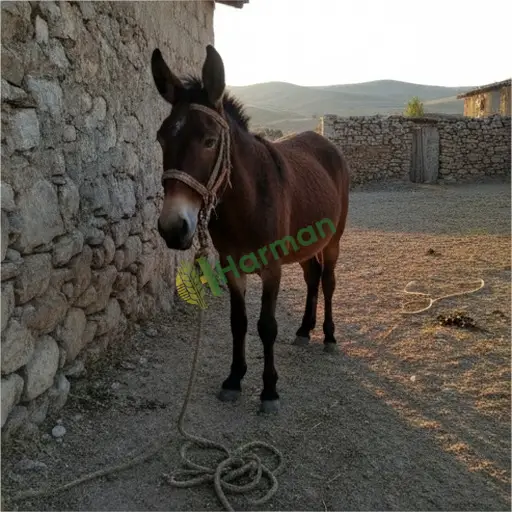 Şanlıurfa Ceylanpınar'da katır alınacak