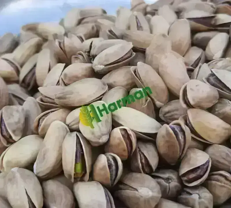 KAVRULMUŞ ANTEP FISTIĞI