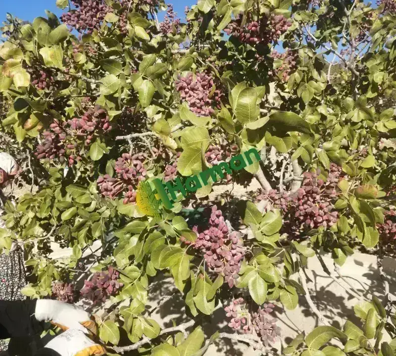 KAVRULMUŞ ANTEP FISTIĞI