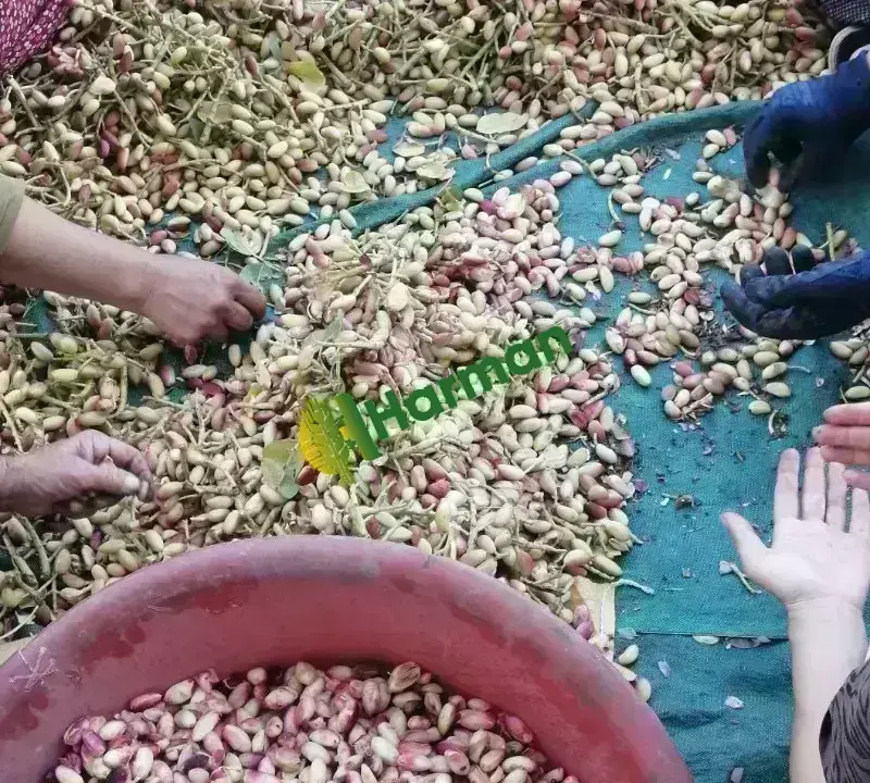 KAVRULMUŞ ANTEP FISTIĞI