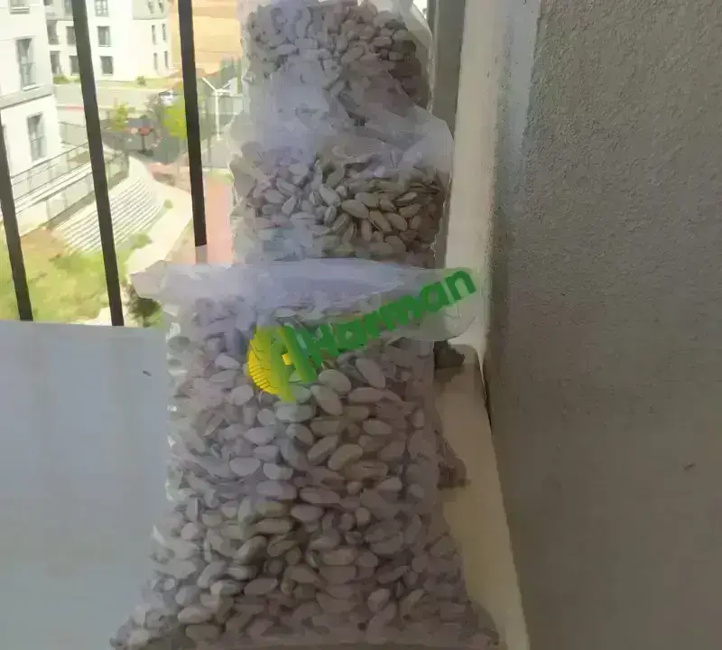 KAVRULMUŞ ANTEP FISTIĞI