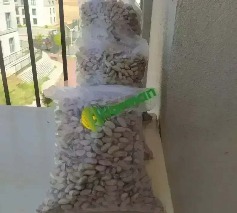 KAVRULMUŞ ANTEP FISTIĞI