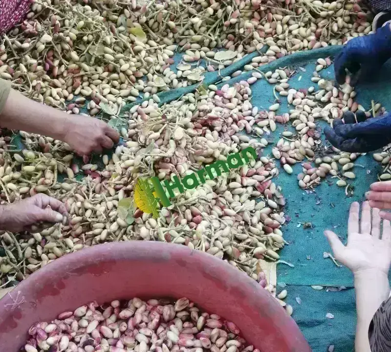 KAVRULMUŞ ANTEP FISTIĞI