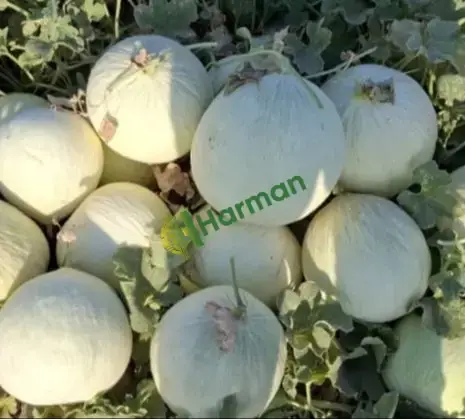Kavun Bergama beyazı