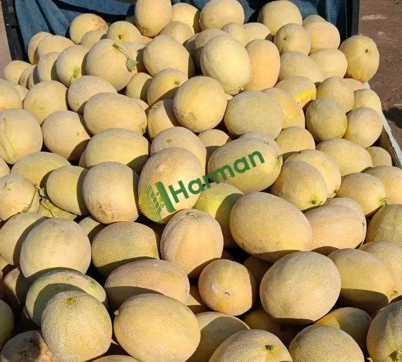 Kavun duble
