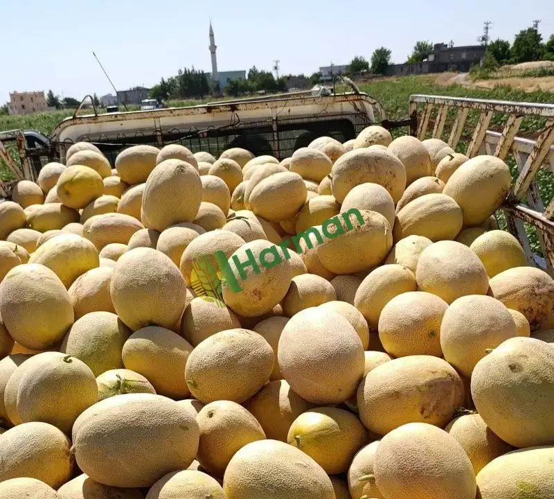 Kavun duble