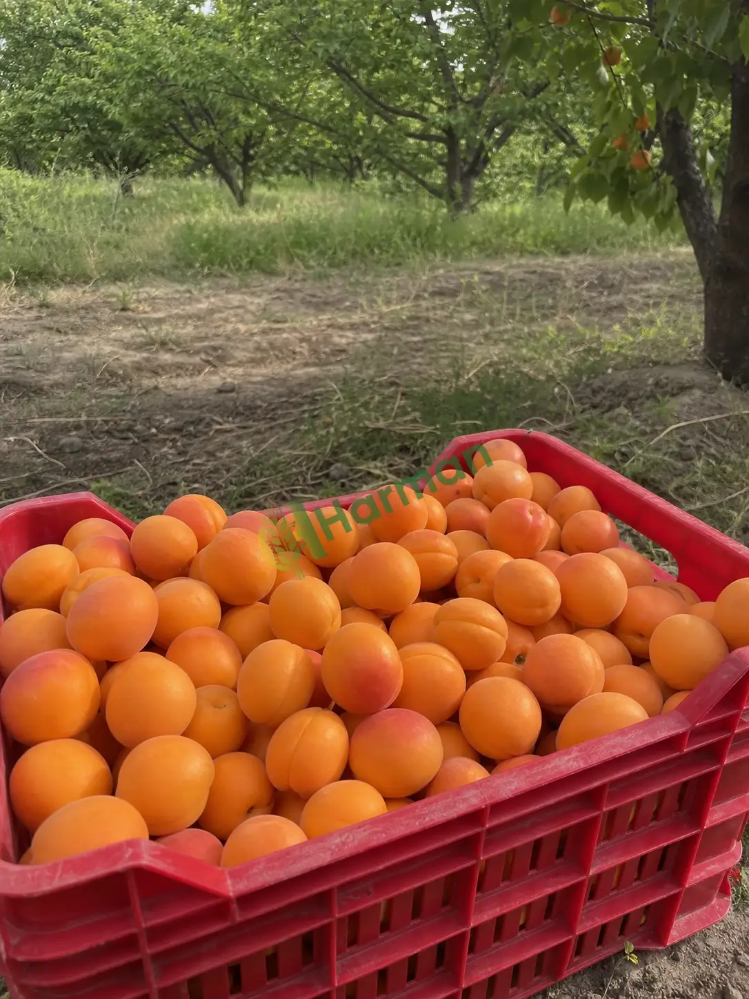 Kayısı alınır
