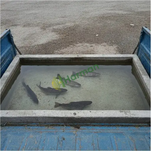 Tunceli Mazgirt'ta Kaynak Alabalığı Alınır