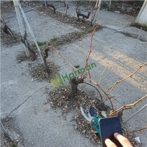 Kayseri Akkışla · Satılık Asma Budama Makinesi