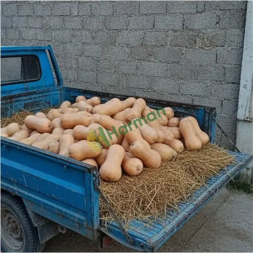 Satılık Hint Kabağı - Kayseri Yeşilhisar