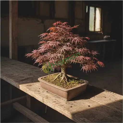 Kayseri Hacılar'dan Satılık Japon Akçaağacı Bonsai