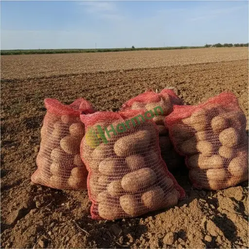 Kayseri Yahyalı'da patates lazım