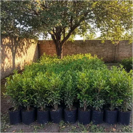 Kayseri'de 35 Adet Pittosporum Aranan