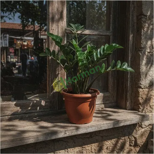 Kayseri Kocasinan'da Zamioculcas ZZ bitkisi alınır