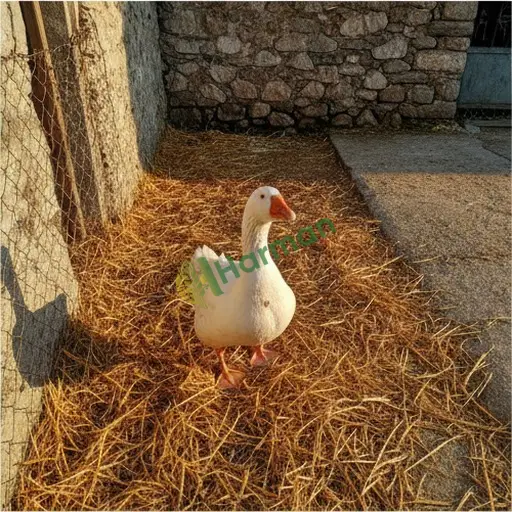 Kilis Polateli'de kaz aranıyor