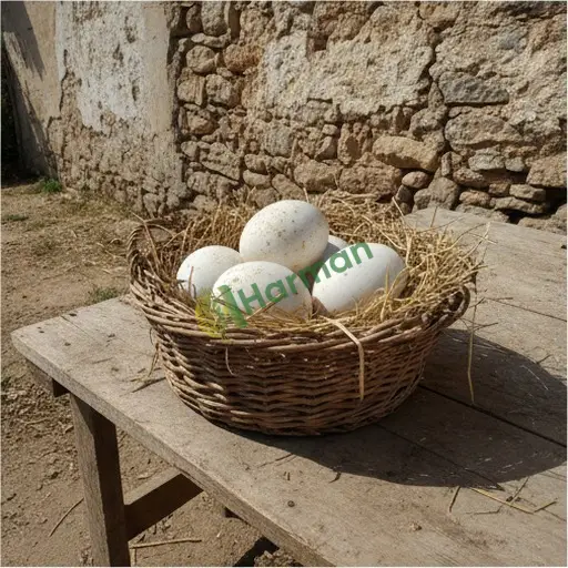 Uşak Banaz kaz yumurtası alınacak