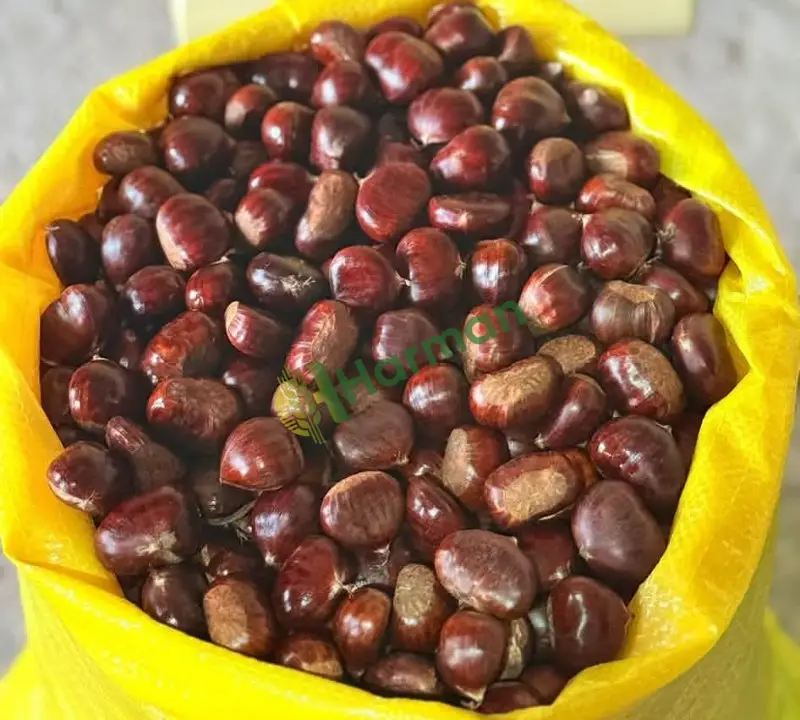 KEBABLIK BURSA AŞI KESTANE