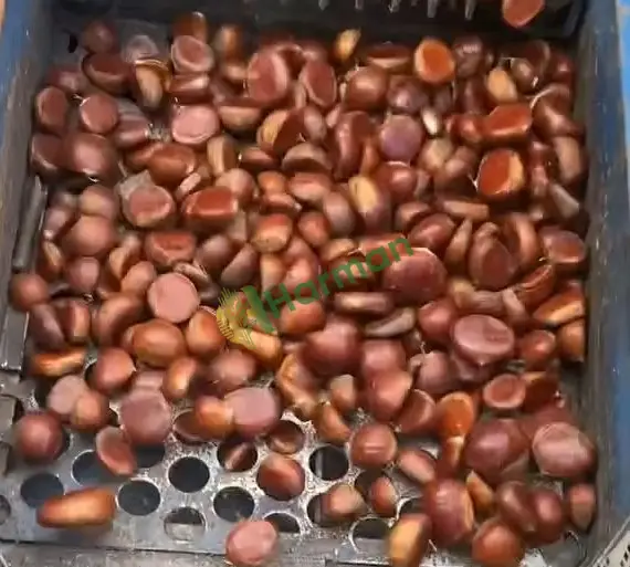 KEBABLIK BURSA AŞI KESTANE