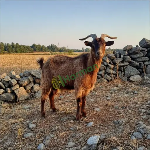 Kilis Merkez'de besilik keçi alınır