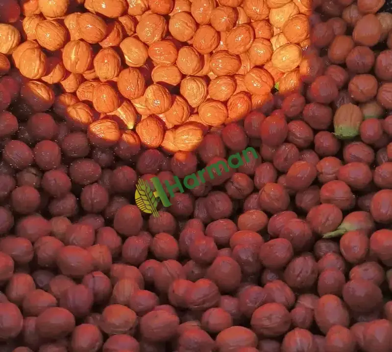 Kendi bahçemizden taze hasat Chandler (Çetnır) cevizlerimiz satışa hazır! 🌳