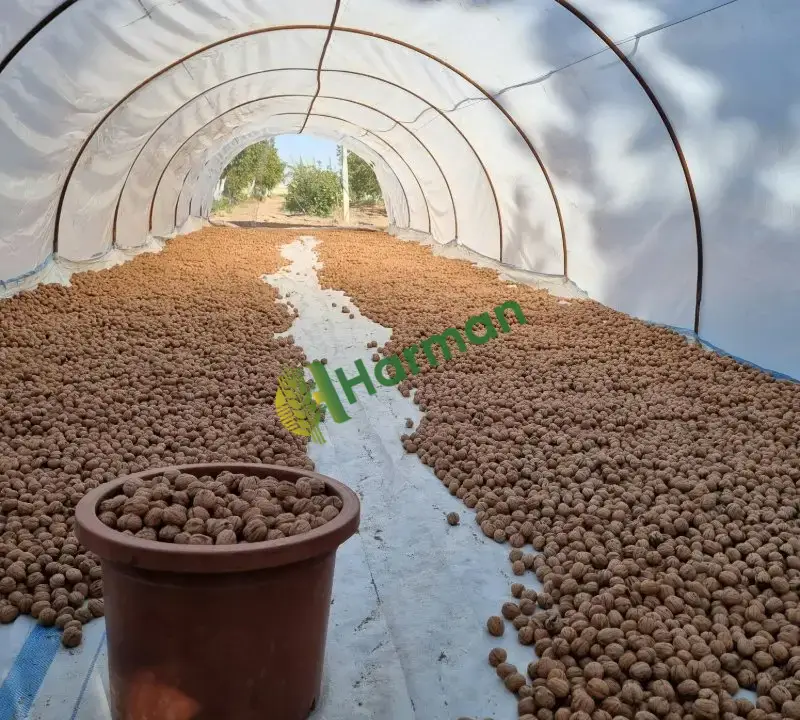 Kendi bahçemizden taze hasat Chandler (Çetnır) cevizlerimiz satışa hazır! 🌳