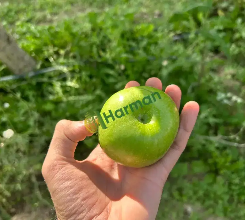 Kendi yetiştirdiğimiz 1.sınıf 4 çeşit elmamız vardır