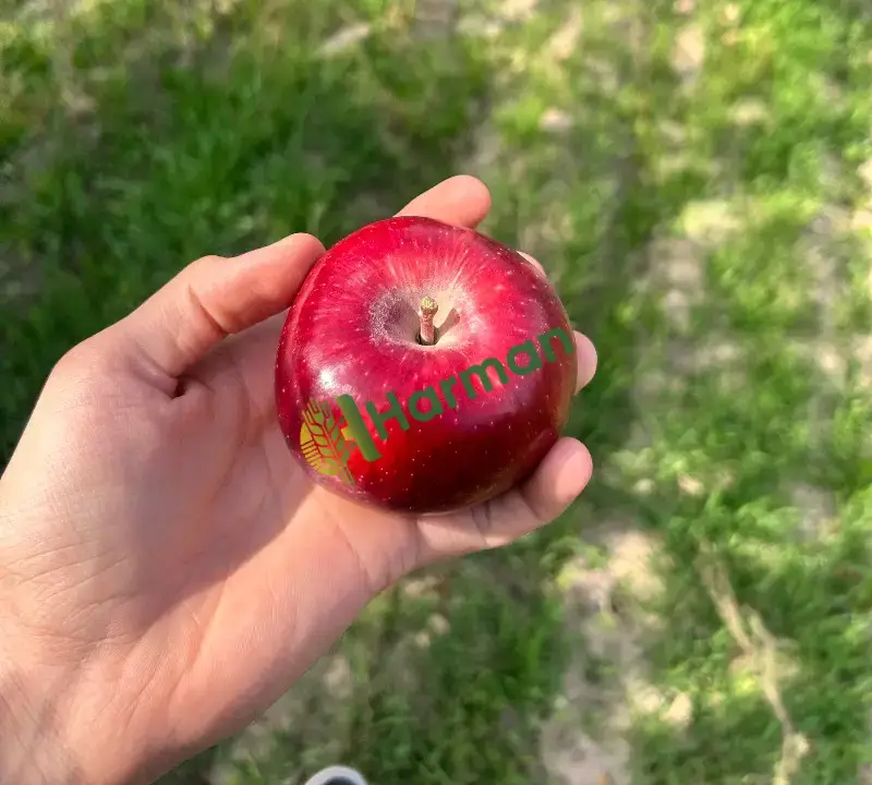 Kendi yetiştirdiğimiz 1.sınıf 4 çeşit elmamız vardır