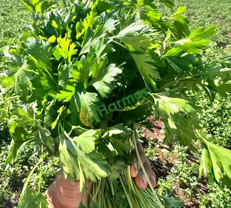 Kendim tarlamda yetiştiriyorum