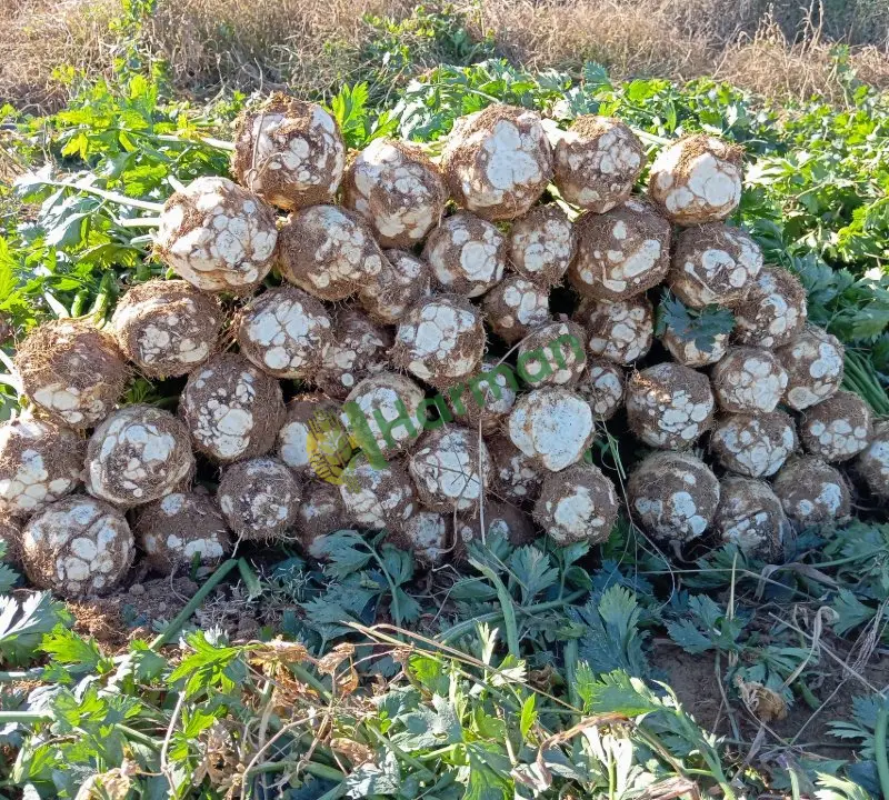 Kereviz hal fiyatı