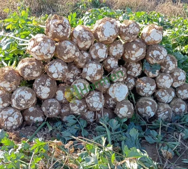 KEREVİZ -UŞAK/EŞME
