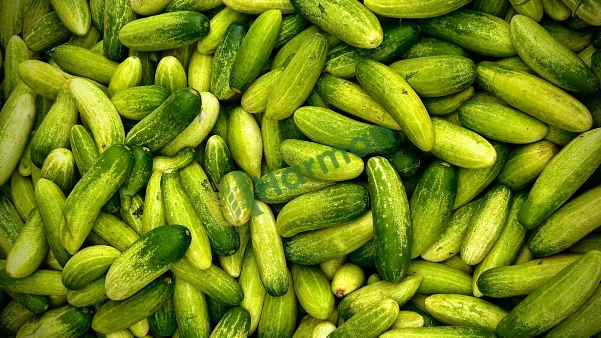 Kesimi yeni yapılmış körpe badem salatalık, satılık - Gümüşhane Kürtün