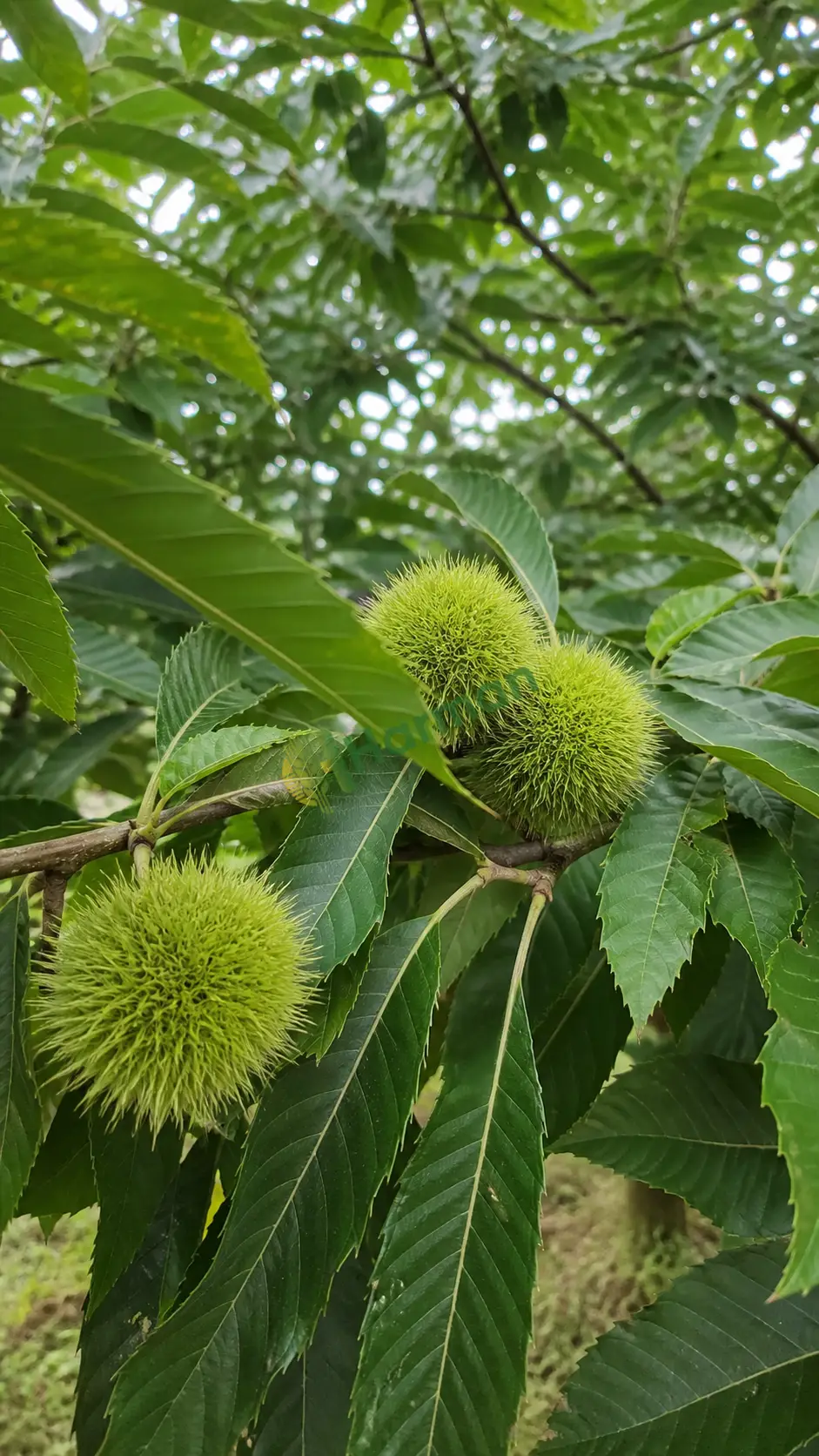 Kestane alımlarına başladık