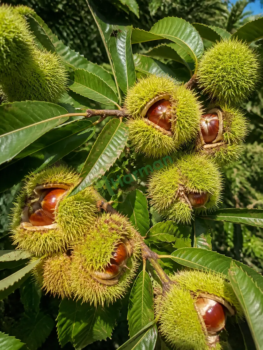 Kestane hal fiyatı