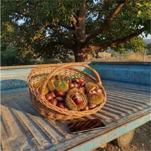 Hatay Dörtyol'da kestane alınacak