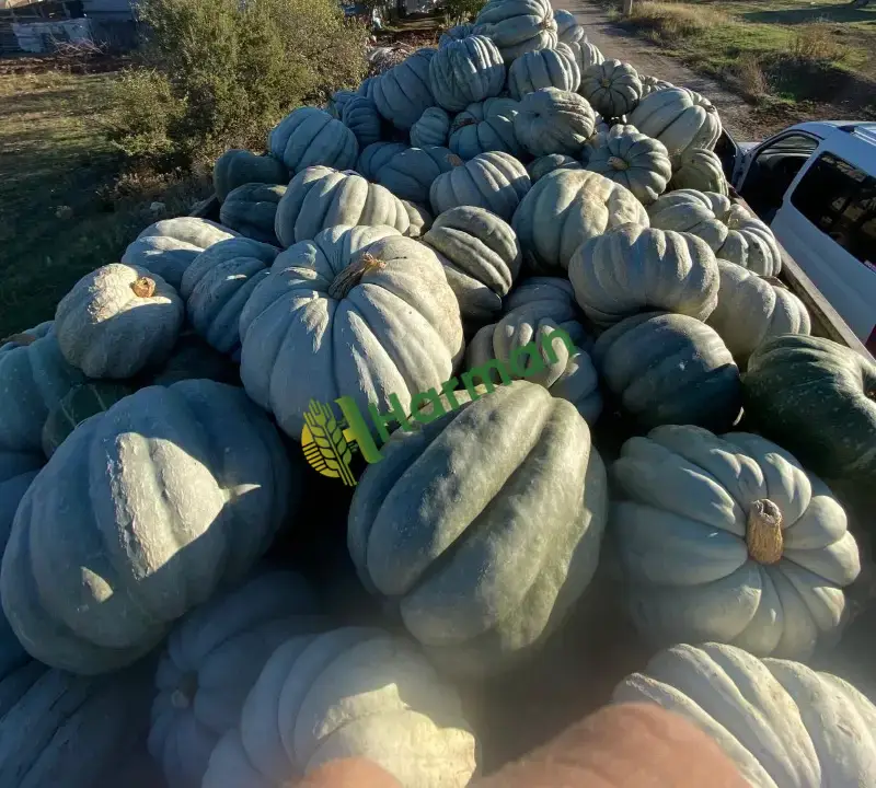 Kestane bal kabağı