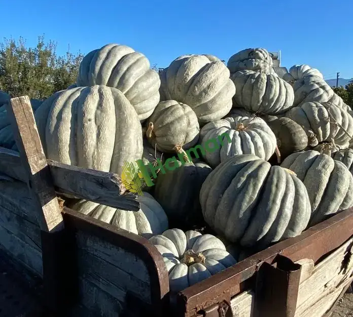 Kestane bal kabağı