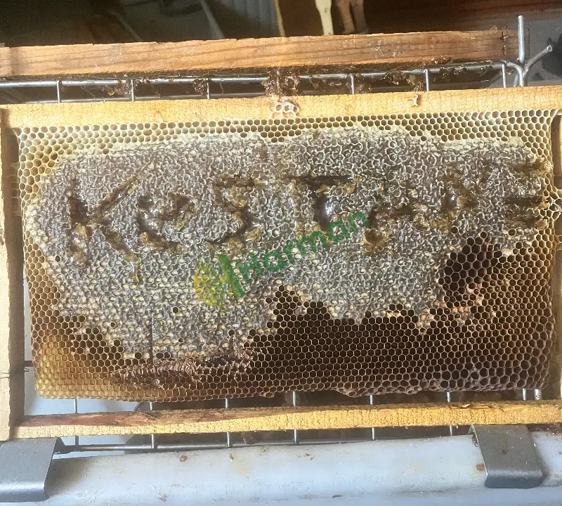 Kestane balı ve yayla balı satılık