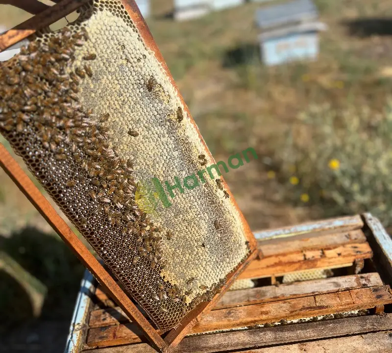 Kestane balı ve yayla balı satılık