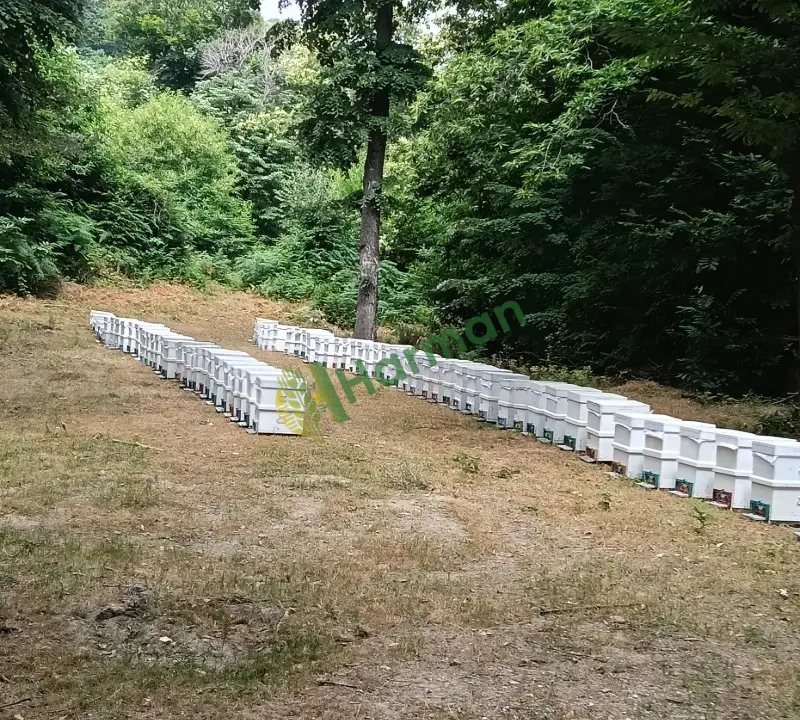 Kestane balı