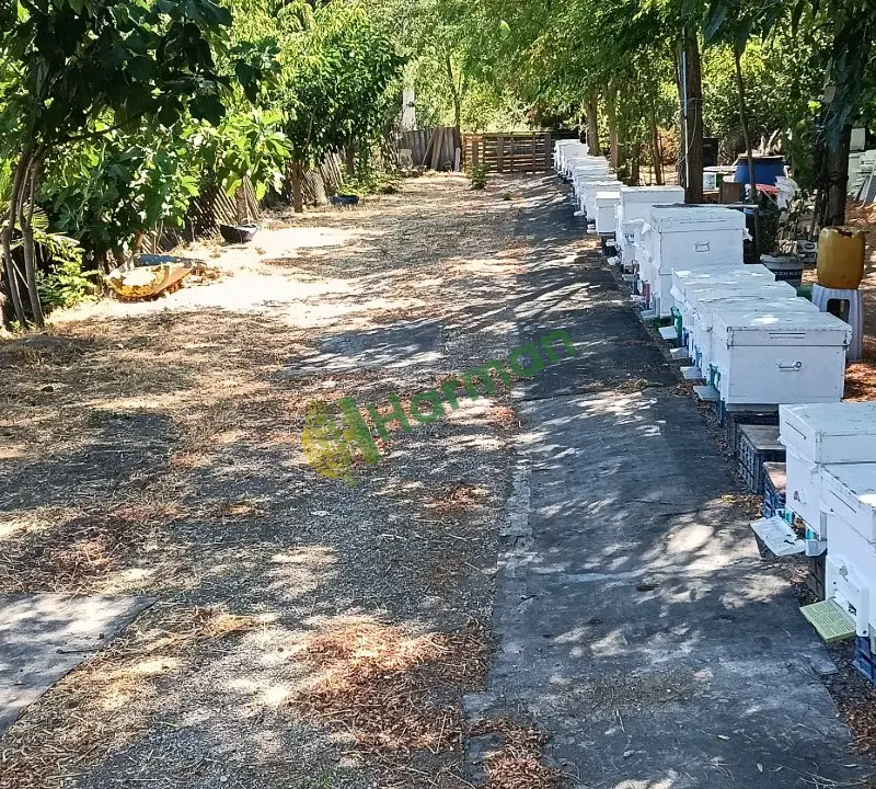 Kestane balı