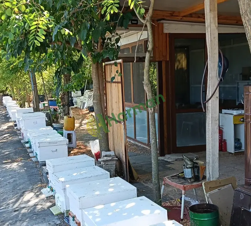 Kestane balı