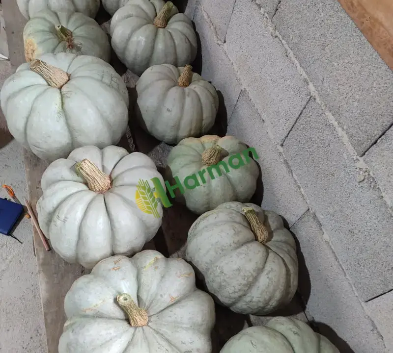 Kestane cinsi Bal kabağı konya