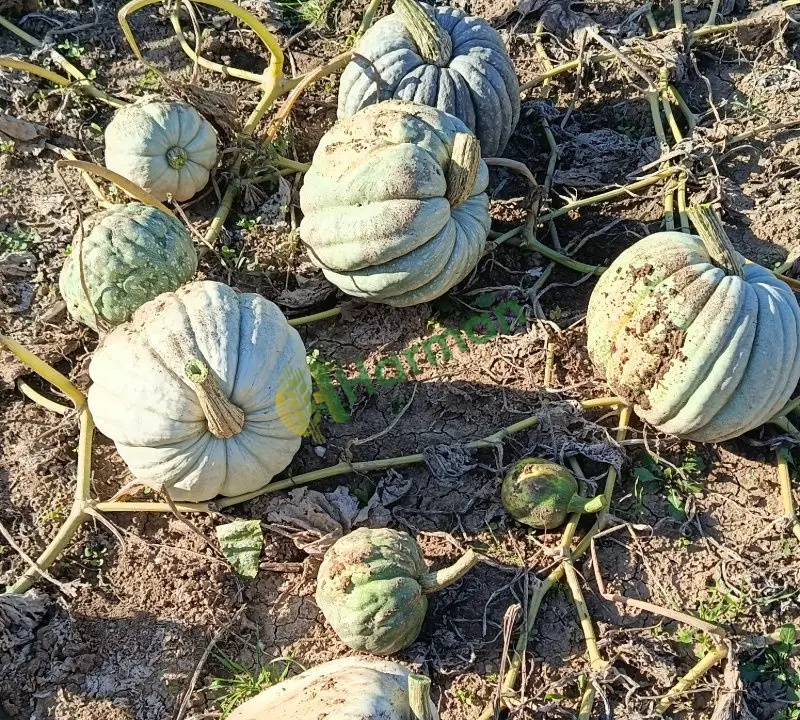 Kestane cinsi ve diğer cins bal kabağı