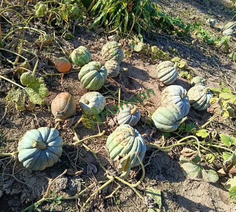 Kestane cinsi ve diğer cins bal kabağı