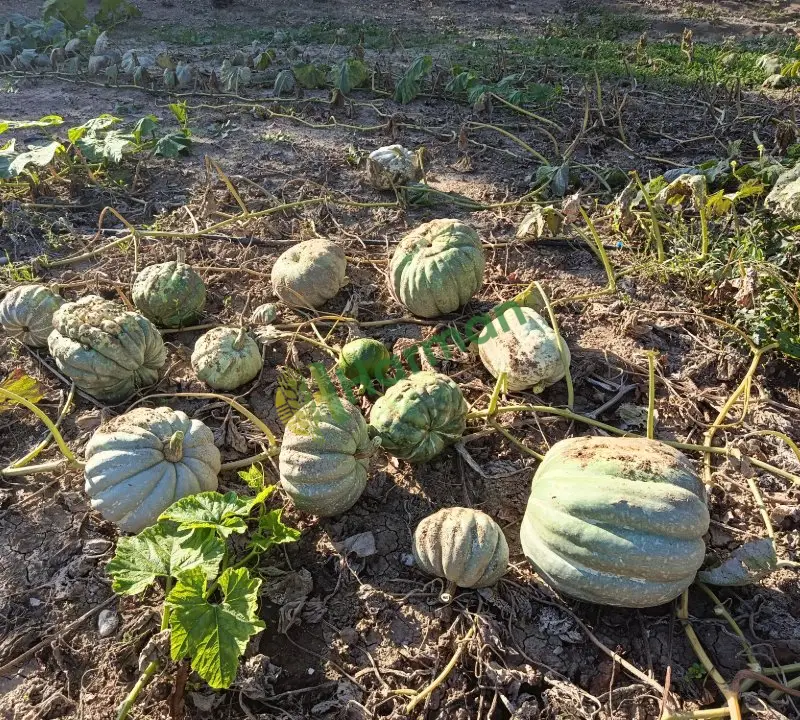 Kestane cinsi ve diğer cins bal kabağı