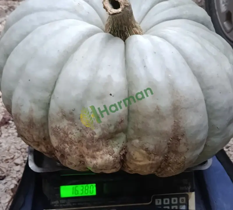 Kestane cinsi ve diğer cins bal kabağı