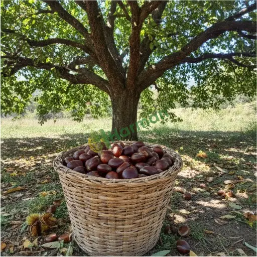 Yalova Aranan Kestane (Termal)