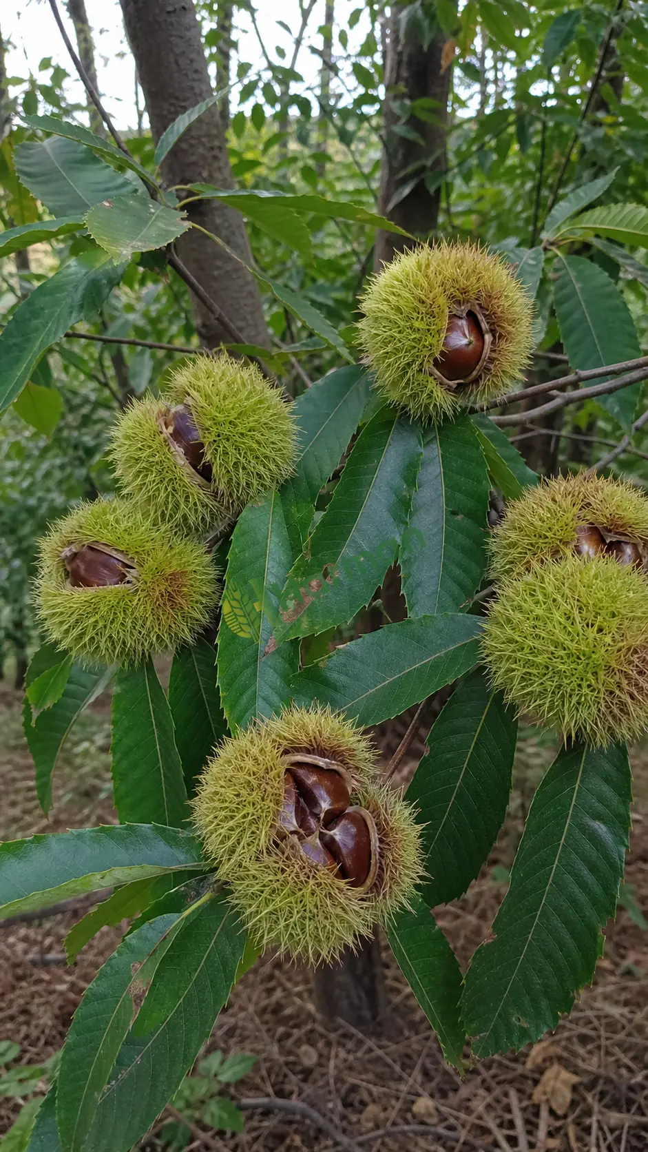 Kestane için yazdırılır
